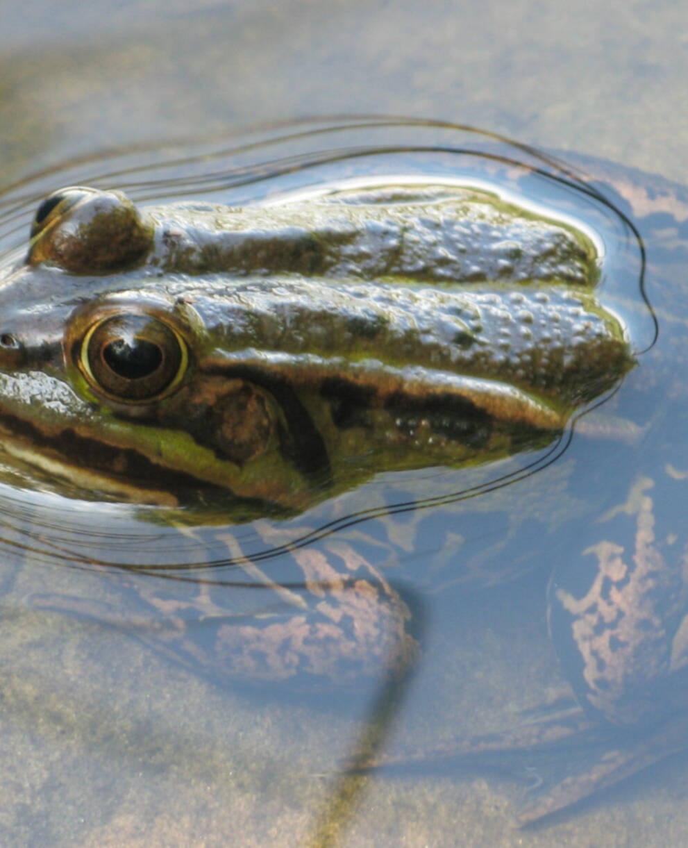 Wasserfrosch im Tümpel