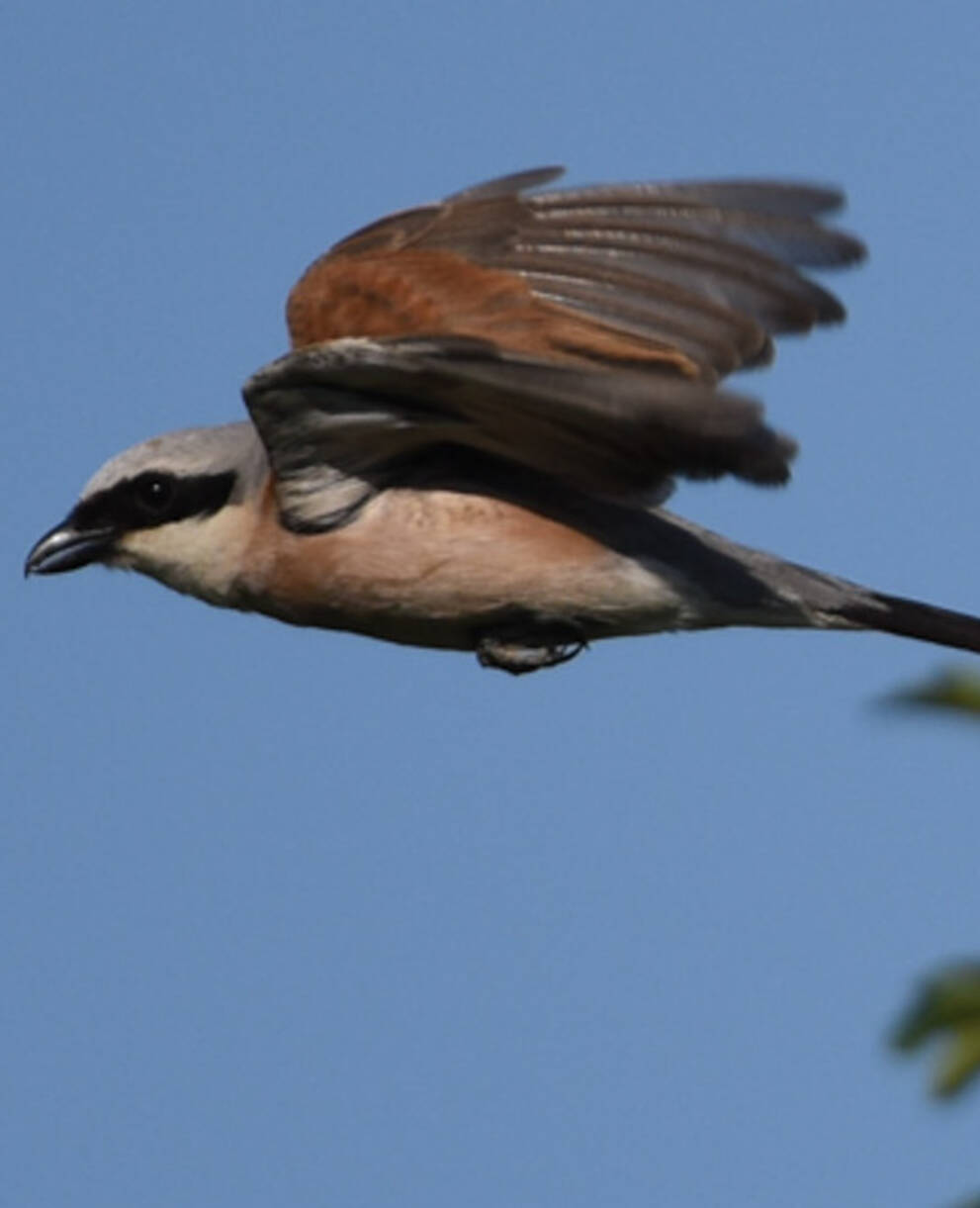 Neuntöter im Flug